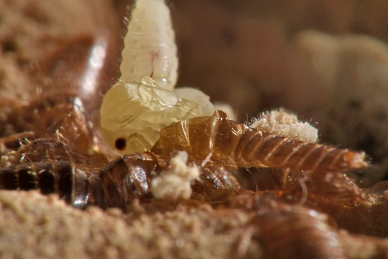 Scirtidae: Hydrocyphon sp. opp. Cyphon sp. con exuvie